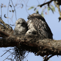 Blackburn Creeklands